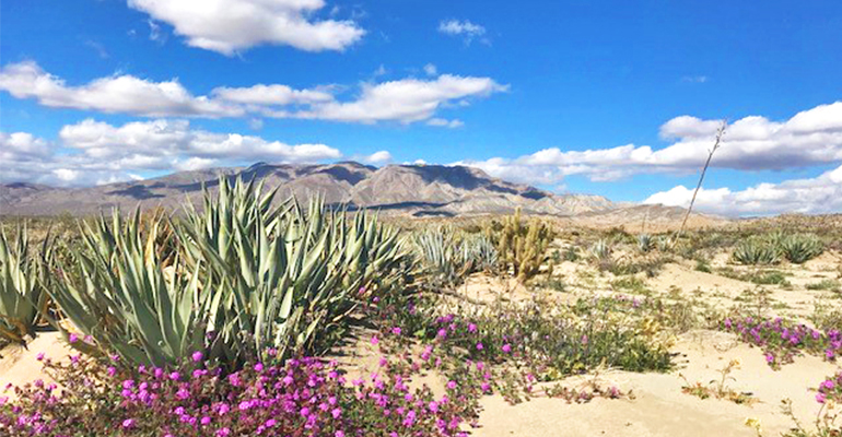 Agua Caliente Wildflowers